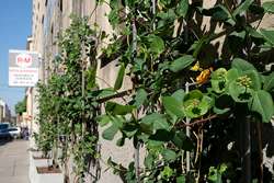 Zelené fasády BeRTA ve Vídni Zelené fasády BeRTA ve Vídni